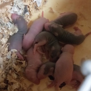 ファンシーラットの里親様募集