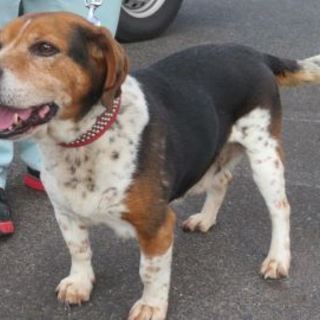 まるっとぽっちゃり君