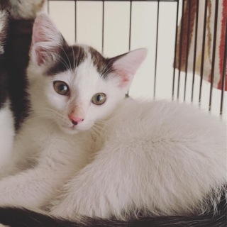 つぶらな瞳のシャイボーイごまくん♬