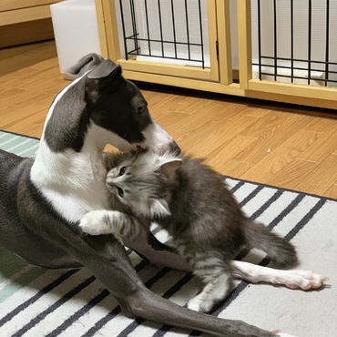 お兄ちゃんにがぶりっ！