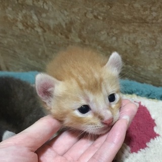 茶系オレンジちゃん♂　生後1ヶ月