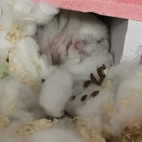 ましろ