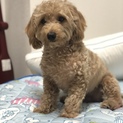 犬好きな方へ、甘えん坊な我が子です