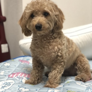 犬好きな方へ、甘えん坊な我が子です