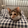 人懐っこいおてんば三毛猫ちゃん♬ サムネイル3