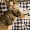 人懐っこいおてんば三毛猫ちゃん♬ サムネイル4