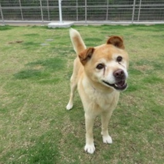 【センターで譲渡】人が大好きな成犬 元高‐D225