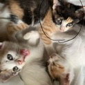 可愛い子猫ちゃん里親募集