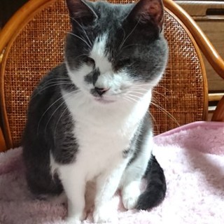 人恋しい盲目の猫ちゃん