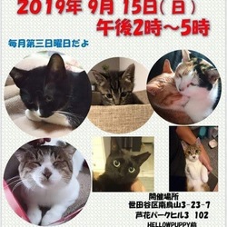 猫の里親会@芦花公園