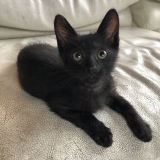 人なつこい まっくろくろ  こねこのぴっち