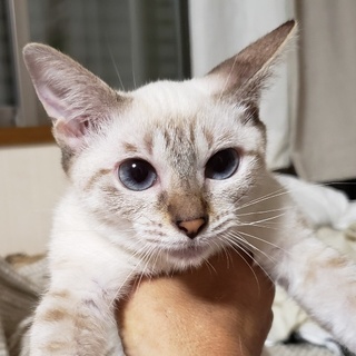 9/8八丁堀★樹里ちゃん★ブルーアイの甘えっ子