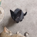 四月生まれの黒猫ちゃん2匹の里親さん募集