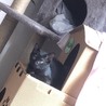小熊みたいなアル君 サムネイル2