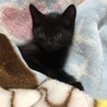 小熊みたいなアル君 サムネイル3