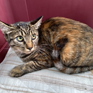 かわいいキジトラ♀　避妊済
