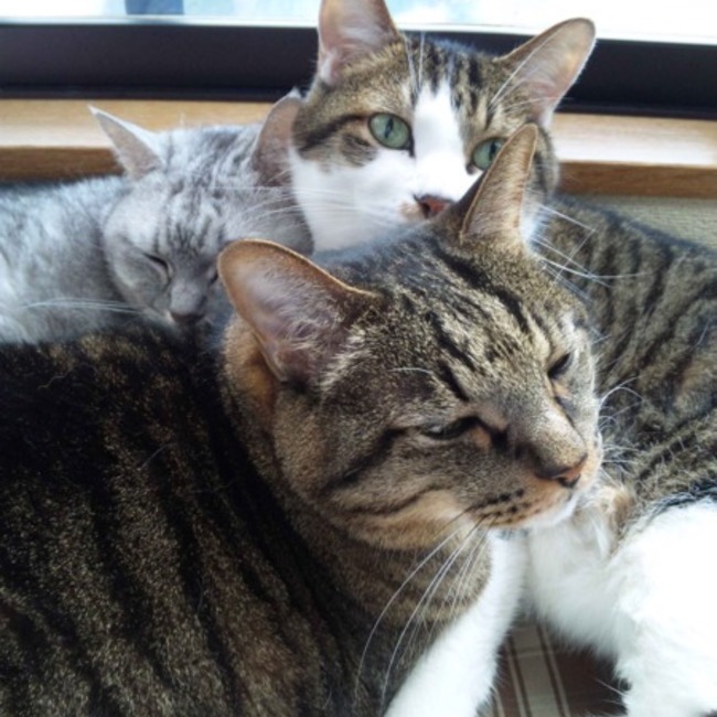 らいぞうちゃんのカバー写真