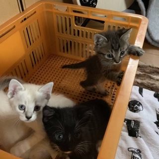 里親様が決まりました♡有難うございました！