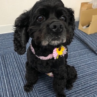 人と一緒にいたい！甘えん坊なA・コッカー