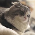 人懐っこいスコティッシュホールドです
