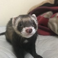 かんたくん