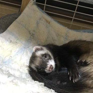 フェレットのかんたくんです。