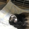 フェレットのかんたくんです。