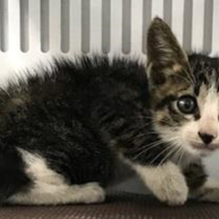 譲渡されました。