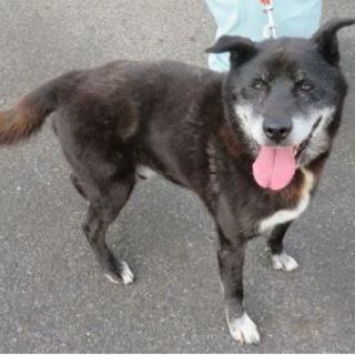 クロちゃんはしっぽブンブンでフレンドリー