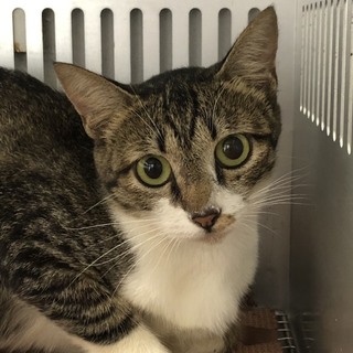 譲渡されました。