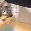 生後3〜4ヶ月の子猫の里親を募集しています！