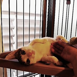 ☆超々甘えた!!ふにゃゴロキジ白男子ふにまる