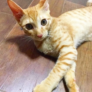 やんちゃで元気いっぱいな茶トラの光くん