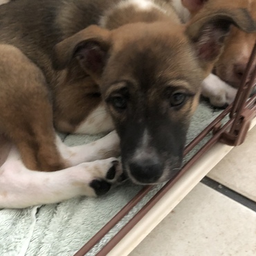 ごうは2019.6.20生まれの野犬の子です