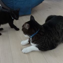 「てっちゃん、探検に忙しい」サムネイル1