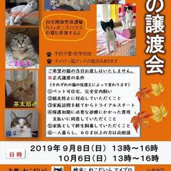 保護猫譲渡会