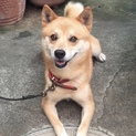 柴犬 タロ を幸せにしてください