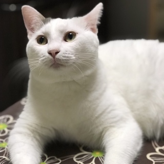 穏やかで人馴れバッチリ！「おもちちゃん」