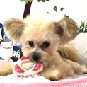 お茶目な女の子！１歳のトイプードルmix犬