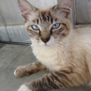 猫大好きご夫婦のお宅に迎えられることになりました。