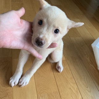 里親さま決まりました☆