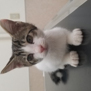 里親様募集！！仲介