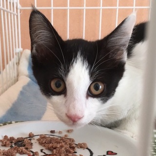 大人しくてイケニャンはち君です❣️