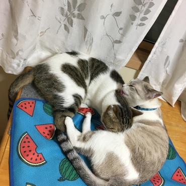 でも結局許しちゃう優しいママ