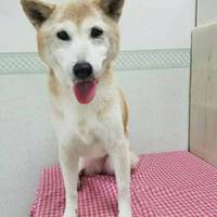 はな
