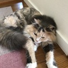 スーパーマンになりたい猫