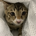 4ヶ月の3姉妹のパステルキジ白の家族募集！