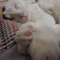 だって寝子だもの