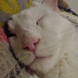 「だって寝子だもの」サムネイル2