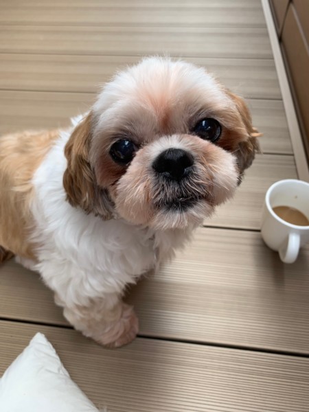 甘えん坊で穏やかなシー 愛知県 犬の里親募集 ペットのおうち 月間利用者150万人